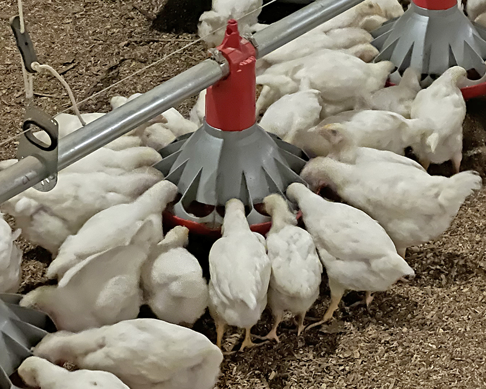 Chore-Time KONAVI® Pullet Feeder